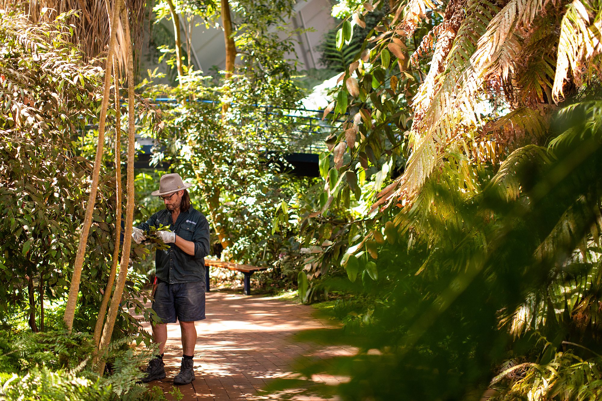 Horticulturalist in the garden examining leaves.